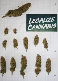 The g13 legend lives on with this remarkable g13 cross developed from the world famous g13 and barney's farm' favourite hawaiian sativa. Barney S Farm G13 Haze Grow Journal Harvest15 By Growdiaries