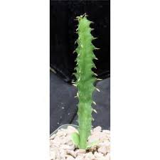 Image result for Euphorbia confinalis