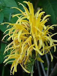 Image result for Justicia aurea