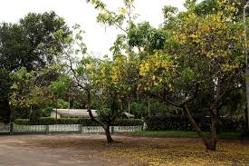 Image result for Cassia sieberiana