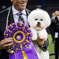 A borzoi won the hound group, a pug took home the top spot in the toy the 2018 event will conclude tuesday with the sporting, working and terrier group battles leading to the best in show. The Dogist On Twitter Flynn Bichon Frise 6 Y O Best In Show Winner 2018 Westminster Kennel Club Dog Show New York Ny He S A Clown And Enjoys Life Hallmarks