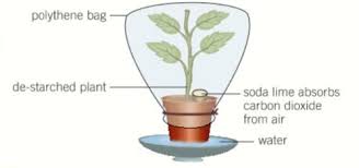 Homemade coffee machine descaler products of photosynthesis quizlet. B1 4 2 Photosynthesis Experiments Flashcards Quizlet