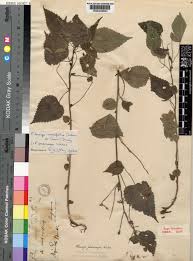 Image result for Laportea ovalifolia