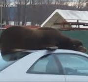 600-Pound Sea Lion Chooses Car for Its Bed