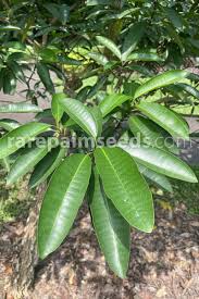 Image result for Tabernaemontana brachyantha