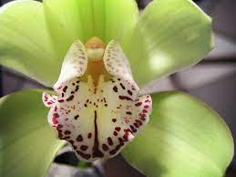 Green Cymbidium Cymbidium Orchids Orchids Beautiful Flowers