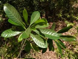 Image result for Uapaca guineensis