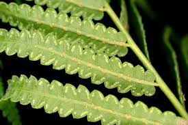 Image result for Pneumatopteris unita