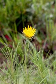 Image result for Berkheya zeyheri