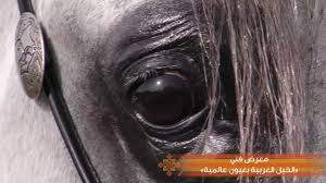 Asharqia Arabian Horse Classic 2018