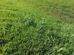 When the weather is dry, the leaves turn yellow or brown. Zoysia Getting Neighbors Crabgrass