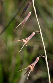 Image result for Dipcadi viride