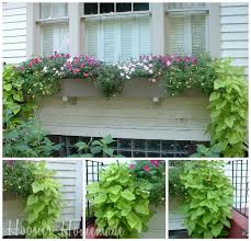 Grow from tubers, use as indoor houseplant, outdoor container plants. My Sweet Potato Vine Whine Hoosier Homemade