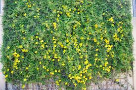 Image result for Dolichandra unguis-cati