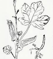 To print lady finger coloring pages click on the link of required size.this will open a new window of printable coloring image.in the new window you will see print link on upper right corner of window, click on the link to. Top Ladies Finger Coloring Pages For Your Little Ones Coloring Pages