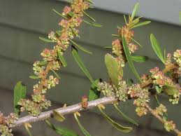 Image result for Myrica serrata