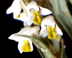 Image result for Zeuxine