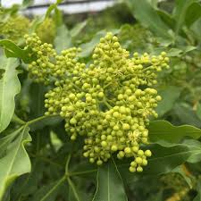 Image result for Vepris