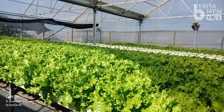 Meski memiliki keterbatasan pada lahan, cara bercocok tanam di lahan sempit seperti tabulampot ini memungkinkan kamu untuk tetap berkebun dengan lancar. Hidroponik Alternatif Berkebun Di Lahan Sempit Beritajatim Com