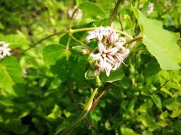 Image result for Cynanchum