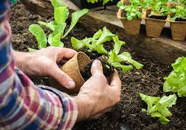 Lettuce, as well as radishes, kale, swiss chard, green onions, spinach and many varieties of greens, prefer the cooler weather that fall and winter offers. Your Guide To Building A Garden At Your Texas Home Perry Homes