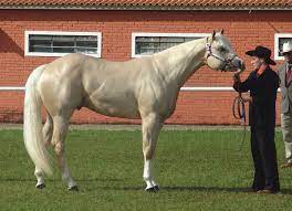 American Quarter Horse Wikipedia
