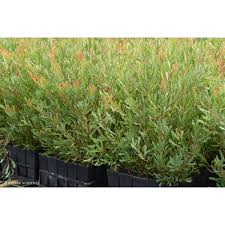 Image result for Hakea