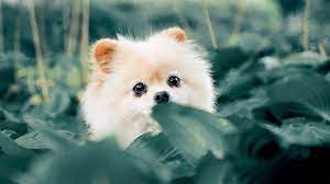 Aesthetic dog wallpaper for laptop. Puppy 4k Wallpapers For Your Desktop Or Mobile Screen Free And Easy To Download