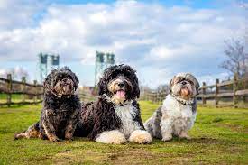 All Natural Pet Supply Home Facebook