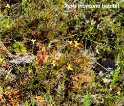 Image result for Xyris laniceps