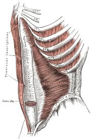 Abdomen Anatomy Definition Function Muscles Biology