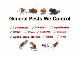 We provide our service with: Swift Solutions Of Commercial Pest Control Sydney Services Best Pest Control Pest Control Insect Control