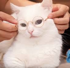  30 Ide Koceng Anak Kucing Lucu Binatang Kucing Cantik
