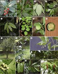 Image result for Salicaceae