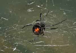 If you find black widows, or any other spiders, around your home and want them removed, then be sure to contact the spider control and spider removal experts at. Black Widow Spider Facts Control How To Get Rid Of Black Widows