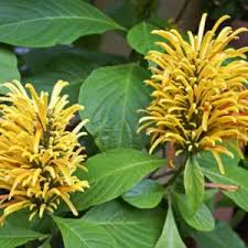 Image result for Justicia striata