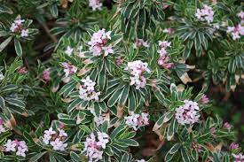 Maybe you would like to learn more about one of these? Great Design Plant Carol Mackie Daphne