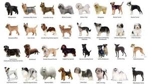 What Kind Of Dog Person Are You Based On Your Zodiac Sign Dog Breeds Different Types Of Dogs What Dogs