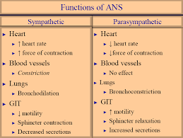 Autonomic Nervous System Nervous System Anatomy Autonomic