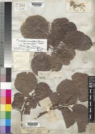 Image result for Trimeria