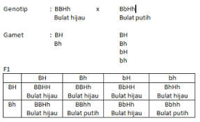 Soal ipa pewarisan sifat kelas 9 smstr 2. Latihan Soal Un Ipa Smp Materi Pewarisan Sifat Dan Pembahasannya Raja Soal
