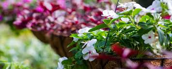 Create Your Own Hanging Basket Chessington Garden Centre