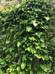 Image result for Triplophyllum heudelotii