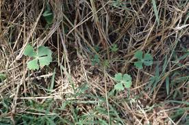 Image result for Adenostemma afrum