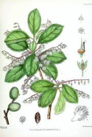 Image result for Gymnosporia maranguensis