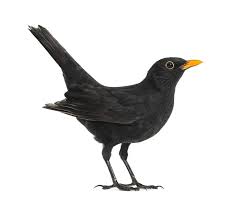 Перевод песни blackbird — рейтинг: Blackbird Definition Und Bedeutung Collins Worterbuch