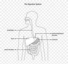 Diagram Of The Digestive System Oesophagus In Black And White Clipart 3990246 Pikpng