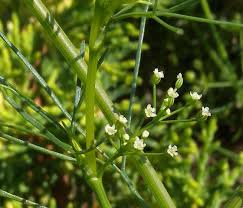 Image result for Apium leptophyllum