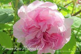 波斯玫瑰純露凝膠in 2021 rose flowers plants