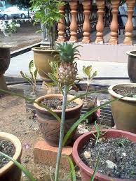 Ini biasanya diikuti dengan siri ubat allupurinol mungkin berguna bagi yang masih mempunyai masalah batu karang jenis asid urik. Pokok Nenas Batu Untuk Ubat Batu Karang Ambil Buah Blend Dgn Gula Batu Sdkt Air Tapis Minum Seminggu Sek Cortaderia Selloana Urban Garden Garden Seeds
